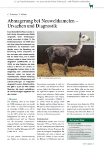 Abmagerung bei Neuweltkamelen – Ursachen und Diagnostik