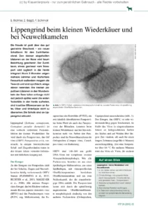 Lippengrind beim kleinen Wiederkäuer und bei Neuweltkamelen