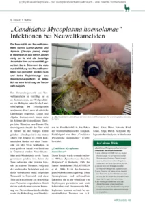Candidatus Mycoplasma haemolamae Infektionen bei Neuweltkameliden