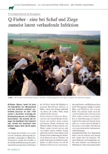 Q-Fieber – eine bei Schaf und Ziege zumeist latent verlaufende Infektion