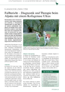 Fallbericht – Diagnostik und Therapie beim Alpaka mit einem Kollagenase Ulkus