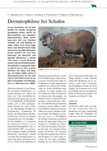 Dermatophilose bei Schafen