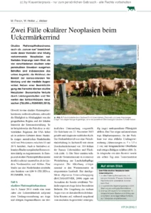 Zwei Fälle okulärer Neoplasien beim Uckermärkerrind