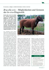 Brucella ovis – Möglichkeiten und Grenzen der In-vivo-Diagnostik