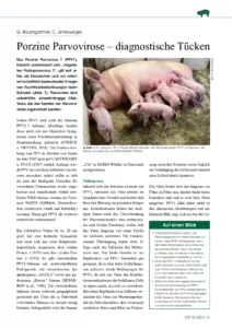 Porzine Parvovirose – diagnostische Tücken