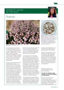 Arzneipflanzen im Portrait: Thymian