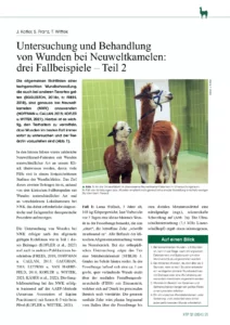 Untersuchung und Behandlung von Wunden bei Neuweltkamelen: drei Fallbeispiele – Teil 2