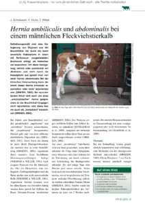 Hernia umbilicalis und abdominalis bei einem männlichen Fleckviehstierkalb