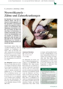Neuweltkamele – Zähne und Zahnerkrankungen