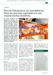 Neueste Erkenntnisse zur reproduktiven Form des porzinen reproduktiven und respiratorischen Syndroms