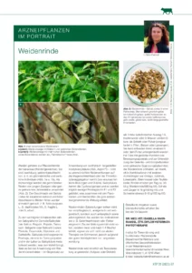 Arzneipflanzenportrait Weidenrinde