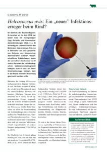 Helcococcus ovis: Ein „neuer” Infektionserreger beim Rind?