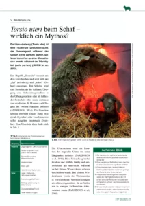 Torsio uteri beim Schaf – wirklich ein Mythos?