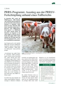 PRRS-Programm: Ausstieg aus der PRRSV-Ferkelimpfung anhand eines Fallberichts