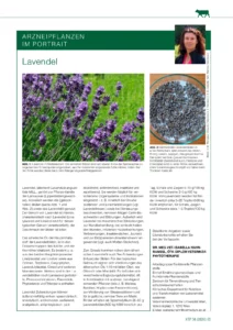 Arzneipflanzen im Portrait: Lavendel