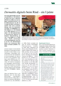 Dermatitis digitalis beim Rind – ein Update