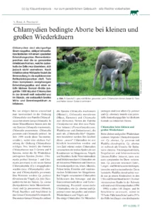 Chlamydien bedingte Aborte bei kleinen und großen Wiederkäuern