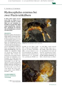 Hydrocephalus externus bei zwei Fleckviehkälbern