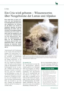 Ein Cria wird geboren – Wissenswertes über Neugeborene Lamas und Alpakas