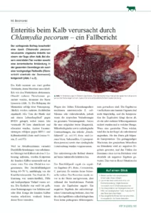 Enteritis beim Kalb verursacht durch Chlamydia pecorum