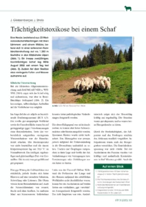 Trächtigkeitstoxikose bei einem Schaf
