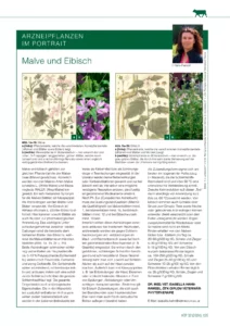 Arzeneipflanzen im Portrait: Malve und Eibisch