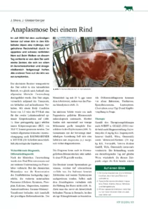 Anaplasmose bei einem Rind