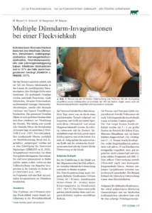 Multiple Dünndarm-Invaginationen bei einer Fleckviehkuh