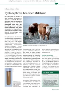 Pyelonephritis bei einer Milchkuh