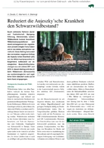 Reduziert die Aujeszky’sche Krankheit den Schwarzwildbestand?