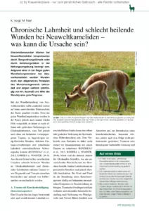 Chronische Lahmheit und schlecht heilende Wunden bei Neuweltkameliden – was kann die Ursache sein?