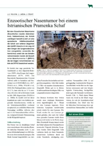 Enzootischer Nasentumor bei einem Istrianischen Pramenka Schaf