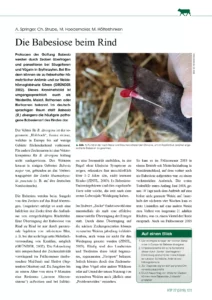 Die Babesiose beim Rind