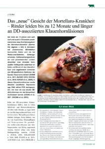 Das „neue” Gesicht der Mortellaro-Krankheit