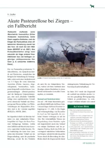 Akute Pasteurellose bei Ziegen – ein Fallbericht