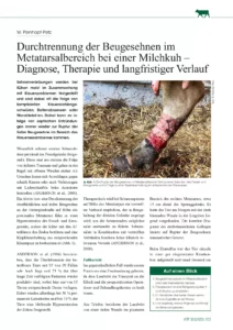 Durchtrennung der Beugesehnen im Metatarsalbereich bei einer Milchkuh
