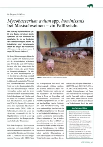 Mycobacterium avium spp. hominissuis bei Mastschweinen