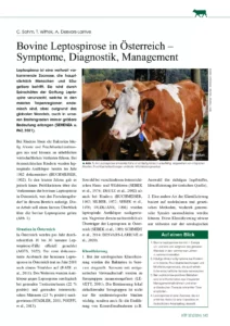 Bovine Leptospirose in Österreich – Symptome, Diagnostik, Management
