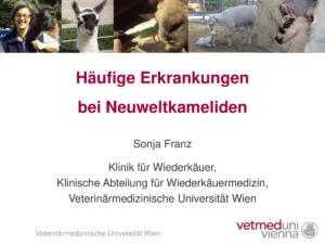 Vortrag: Häufige Erkrankungen bei Neuweltkameliden