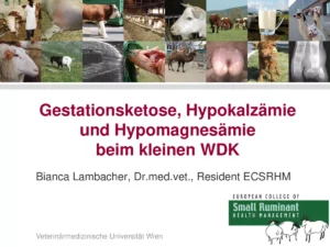 Vortrag: Gestationsketose, Hypokalzämie und Hypomagnesämie beim kleinen WDK
