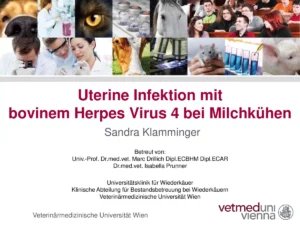 Vortrag: Uterine Herpes 4-Infektion bei Milchkühen