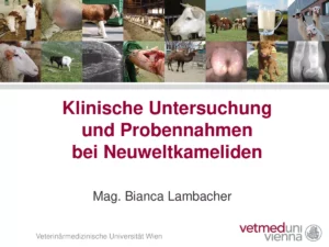 Vortrag: Klinische Untersuchung und Probennahmen bei Neuweltkameliden