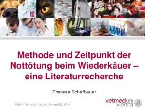 Methode und Zeitpunkt der Nottötung beim Wiederkäuer – eine Literaturrecherche