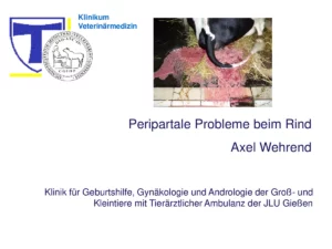 Vortrag: Peripartale Probleme beim Rind