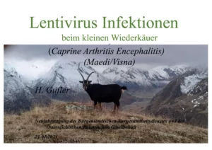 Lentivirusinfektionen beim kleinen Wiederkäuer