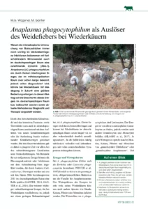 Anaplasma phagocytophilum als Auslöser des Weidefiebers bei Wiederkäuern