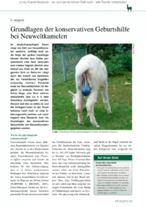 Grundlagen der konservativen Geburtshilfe bei Neuweltkamelen