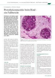Protothekenmastitis beim Rind – ein Fallbericht