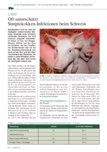 Oft unterschätzt: Streptokokken-Infektionen beim Schwein